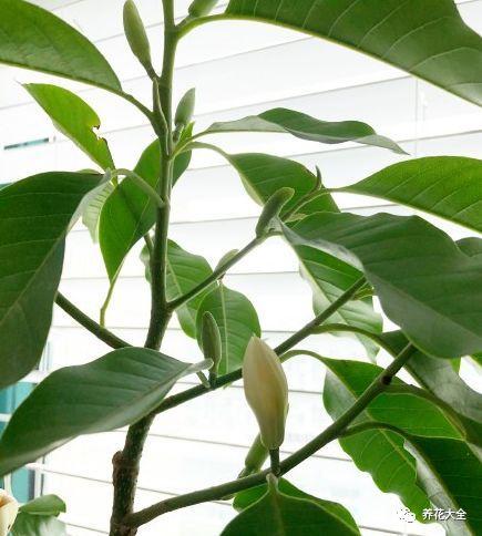 白蘭花什么時(shí)候開(kāi)花，地栽白蘭花過(guò)冬?