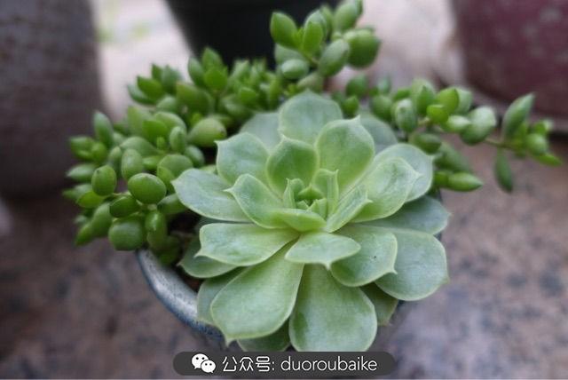 多肉白鳥(niǎo)怎么施肥，白鳥(niǎo)多肉爆盆?