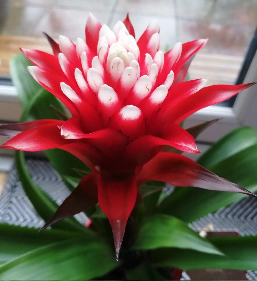 鴻運當頭怎么養長(cháng)得快，如何進(jìn)行繁殖，鴻運當頭花怎么養繁殖?