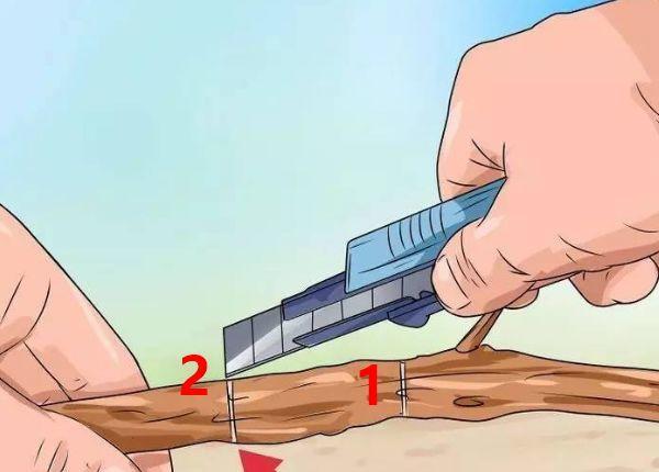 茶花壓條多久生根，空中壓條繁殖技術(shù)，臘梅壓條繁殖時(shí)間?