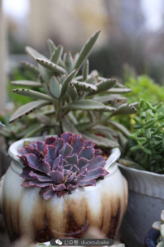 多肉白鳥(niǎo)怎么施肥，白鳥(niǎo)多肉爆盆?