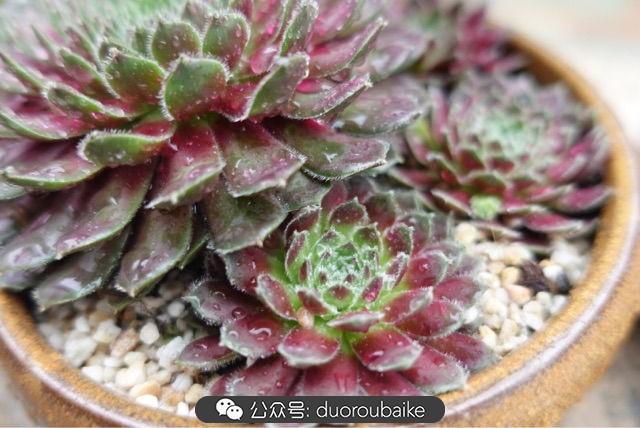 多肉白鳥(niǎo)怎么施肥，白鳥(niǎo)多肉爆盆?