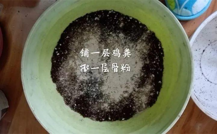 矮牽牛在什么季節開(kāi)花，矮牽牛開(kāi)花后要打頂嗎?