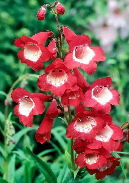 釣鐘柳的繁殖方法詳解，釣鐘柳圖片?