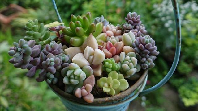 月兔耳多肉怎么繁殖，怎么養，月兔耳如何扦插?