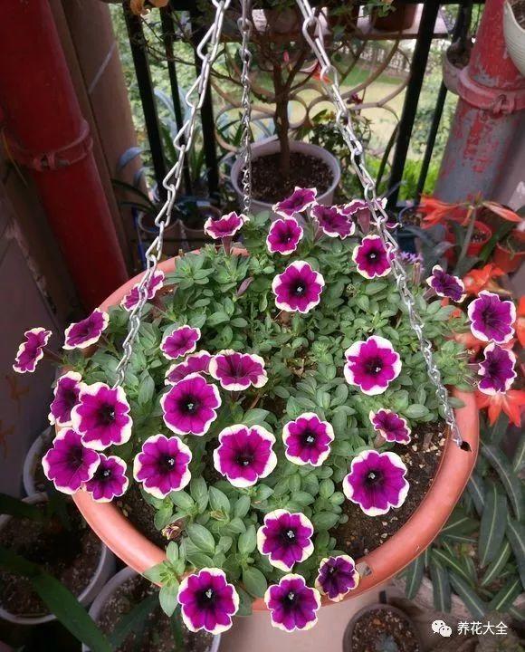 百萬(wàn)小鈴的繁殖方法，什么時(shí)候扦插，金魚(yú)吊蘭的扦插方法和注意事項?