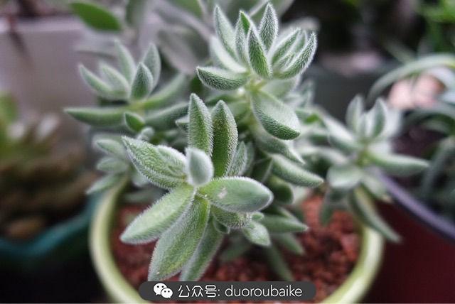多肉白鳥(niǎo)怎么施肥，白鳥(niǎo)多肉爆盆?