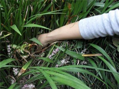 春蘭怎么澆水，蘭花澆水口訣?