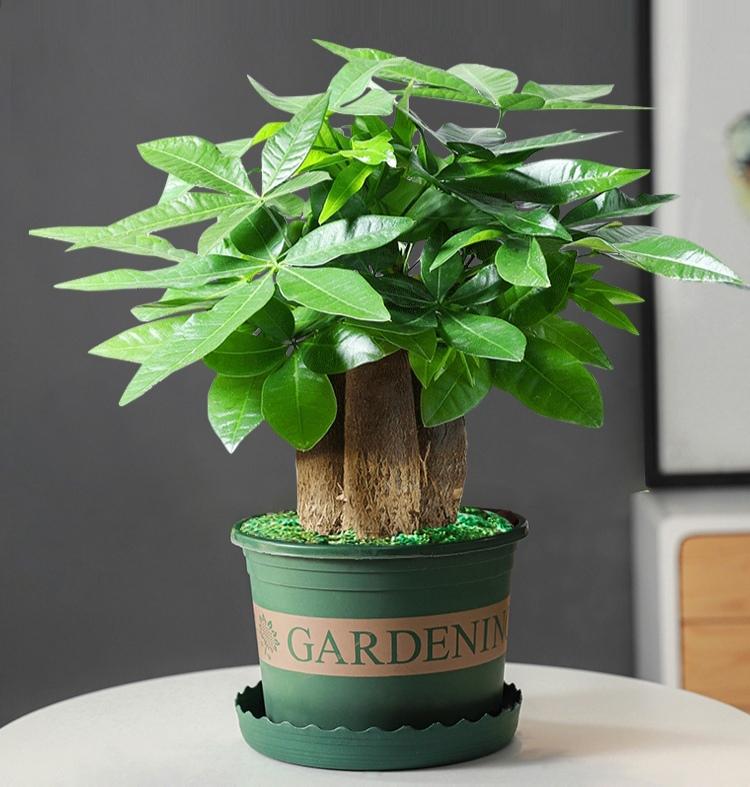 不夜城的分株繁殖，蝴蝶蘭是怎么繁殖的?