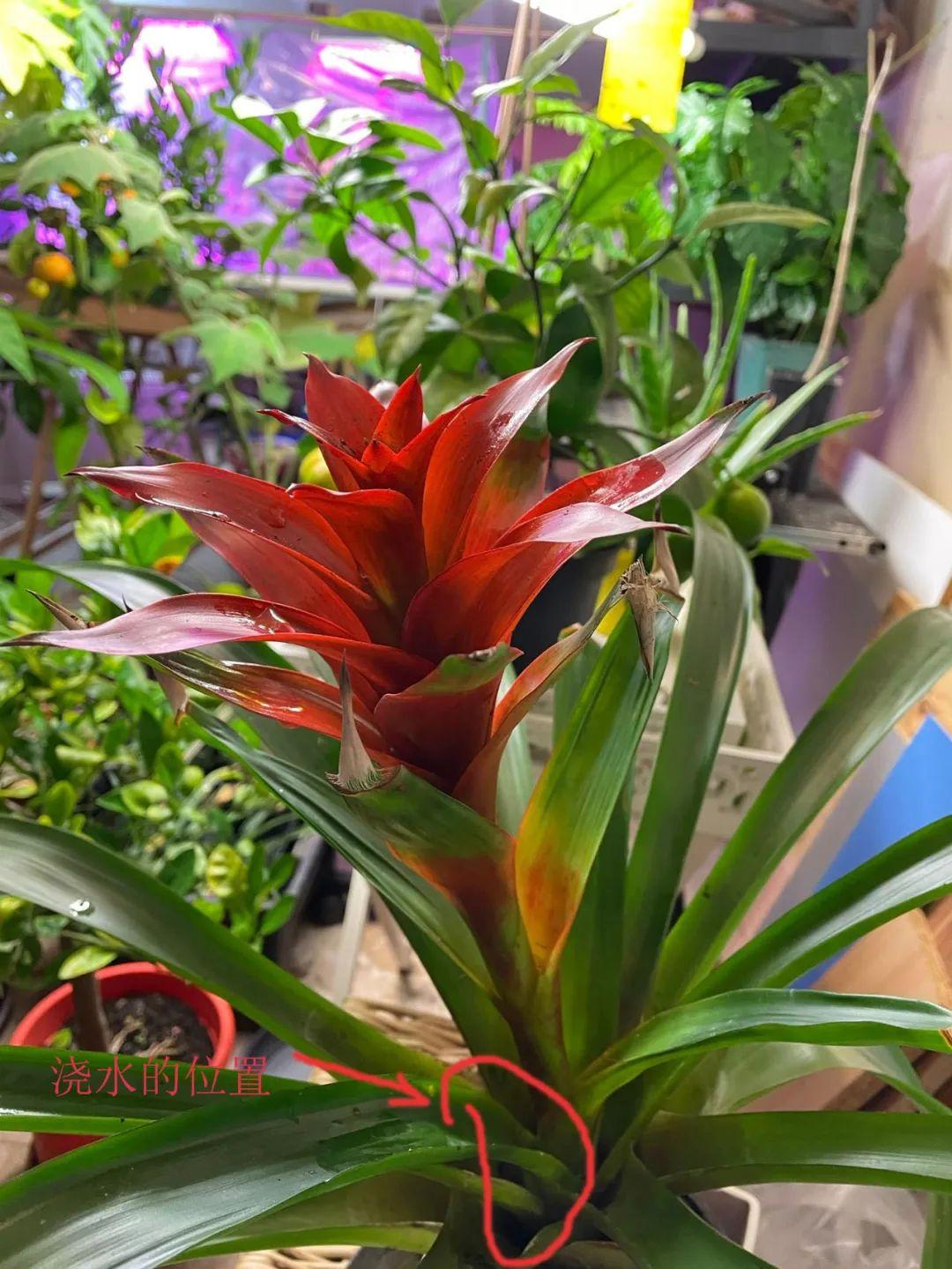 鴻運當頭怎么養長(cháng)得快，如何進(jìn)行繁殖，鴻運當頭花怎么養繁殖?