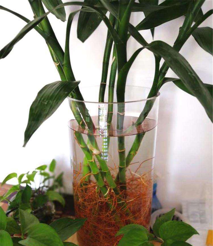 土養富貴竹長(cháng)得太高了怎么辦，土養富貴竹怎么修剪，水培富貴竹可以土養嗎?