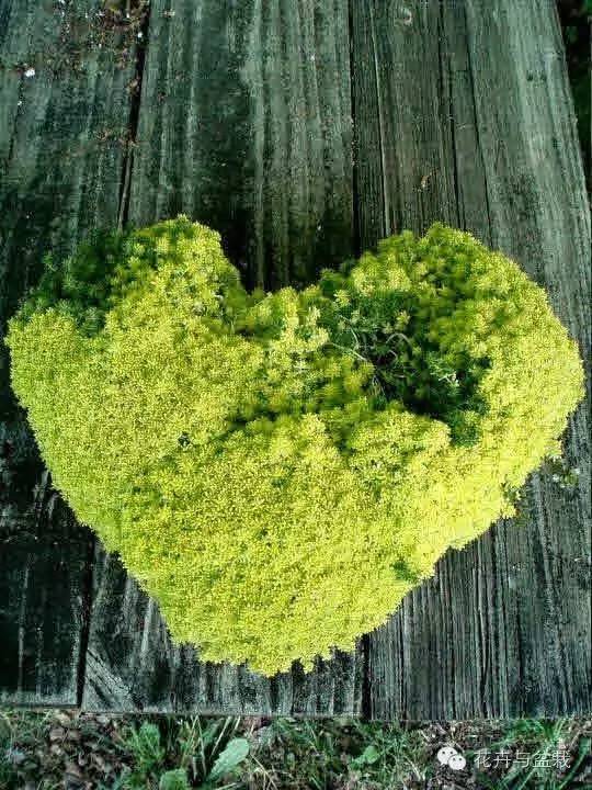 薄雪萬(wàn)年草開(kāi)花嗎，薄雪萬(wàn)年草耐寒多少度?