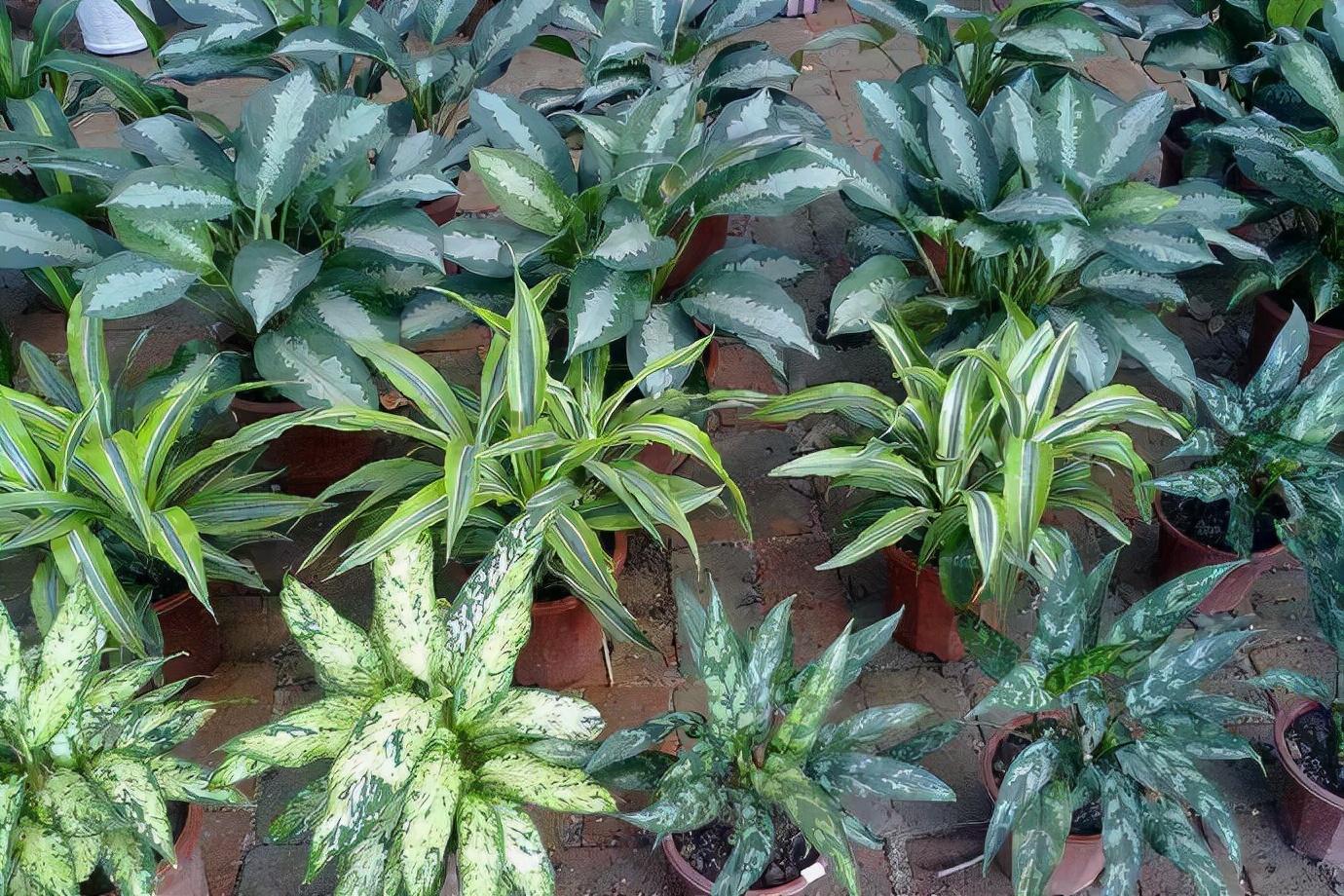 粗肋草的扦插繁殖，粗肋草品種?