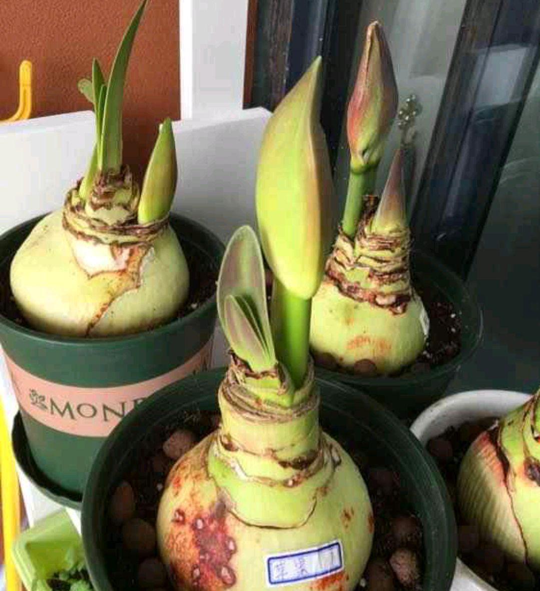 不夜城的分株繁殖，蝴蝶蘭是怎么繁殖的?