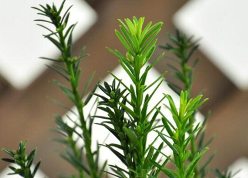 紅豆杉盆景修剪方法，紅豆杉怎么修剪樹(shù)形?