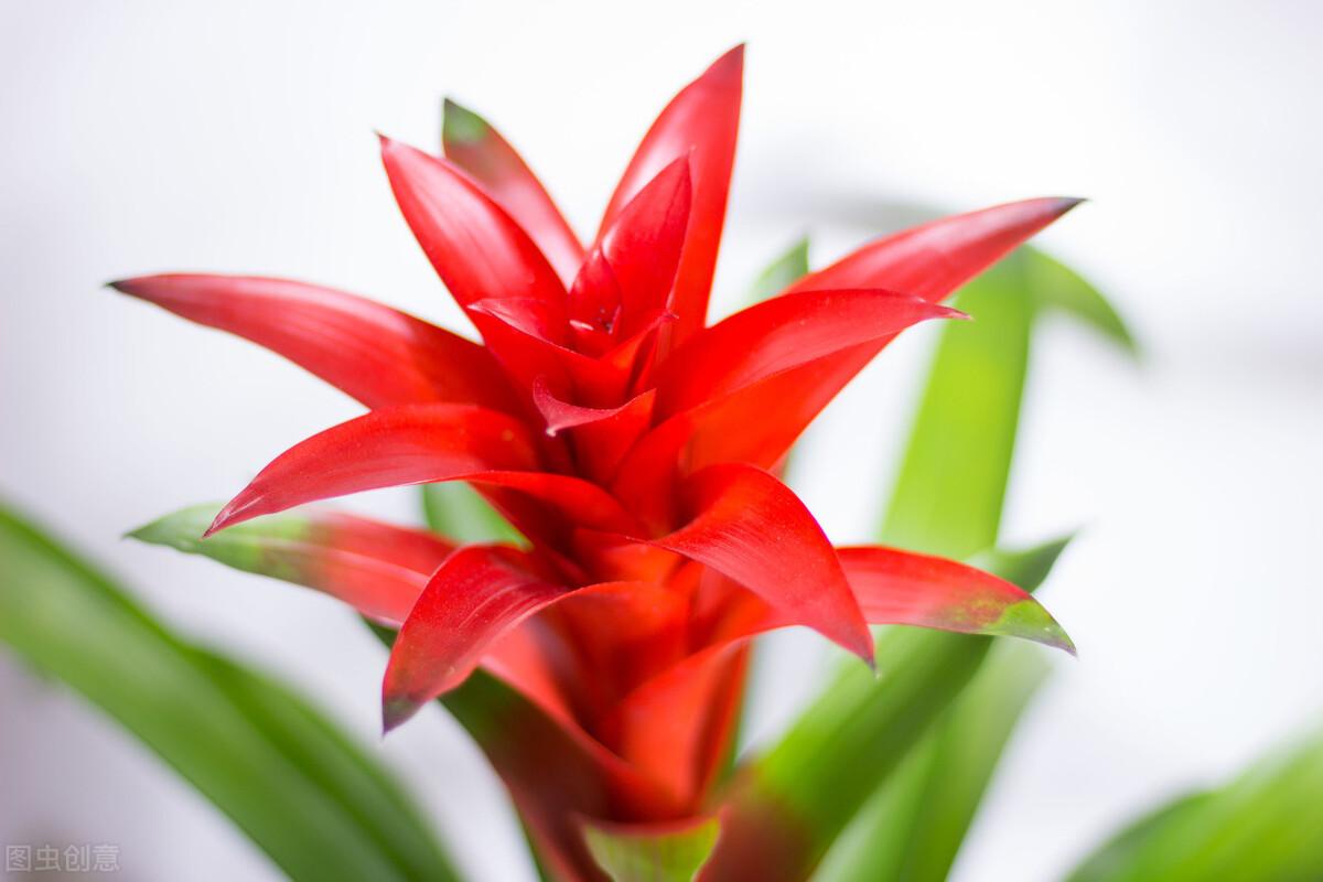 鴻運當頭怎么修剪，鴻運當頭用什么肥料最好?