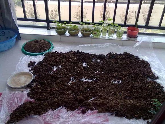 家養發(fā)財樹(shù)怎樣過(guò)冬，能用硫酸亞鐵水澆嗎，招財樹(shù)冬天怎么養?