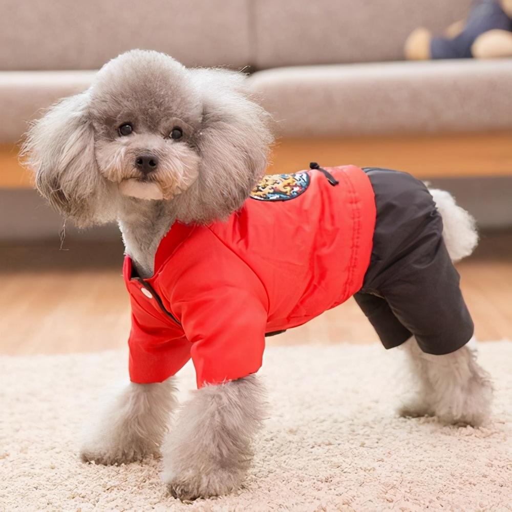 泰迪怕冷還是怕熱(泰迪夏天怎么過(guò)) 泰迪怕冷還是怕熱(泰迪夏天怎么過(guò))