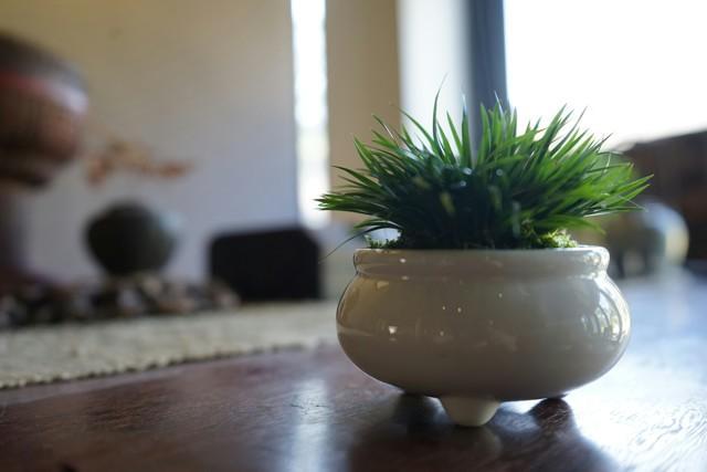 菖蒲怎么澆水，菖蒲葉尖干枯怎么辦?