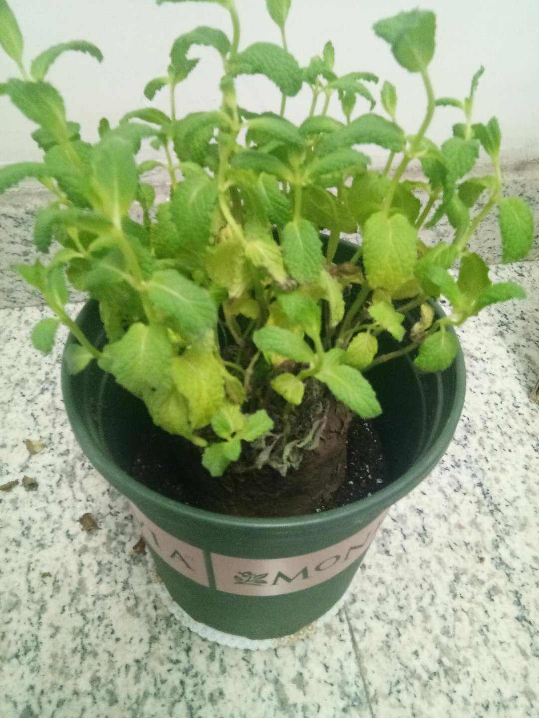 薄荷播種方法和時(shí)間，薄荷可以一年四季種嗎，薄荷四季常青嗎?