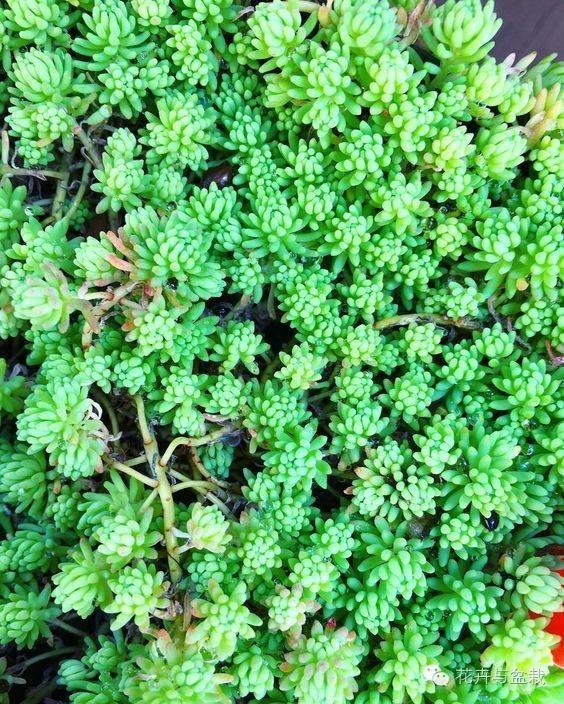 薄雪萬(wàn)年草開(kāi)花嗎，薄雪萬(wàn)年草耐寒多少度?