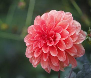 大麗花春天怎么澆水，巨花型大麗花?