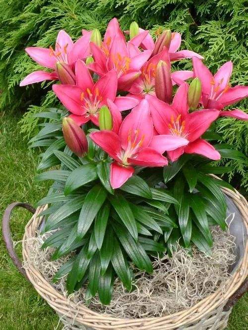 百合花長(cháng)太高怎么處理，百合徒長(cháng)能導致不開(kāi)花嗎，百合打頂圖解?