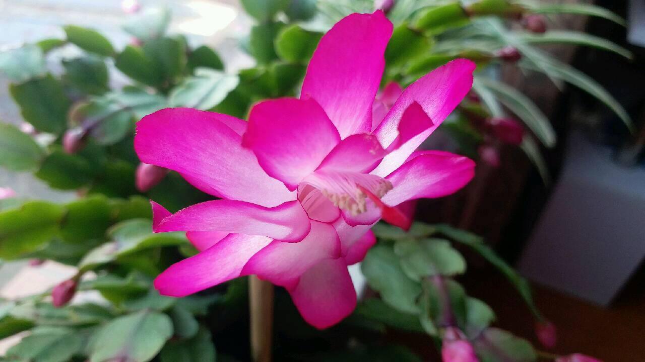 落地生根怎么摘心，落地生根怎么修剪?