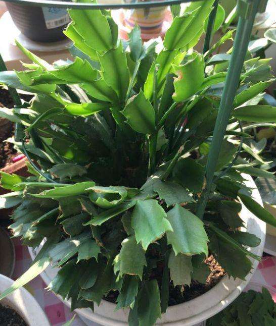 蟹爪蘭花后應怎樣養護，扣水