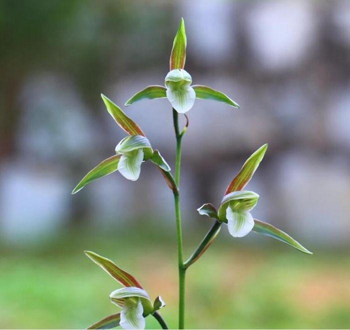 寒蘭怎么施肥，細葉寒蘭?