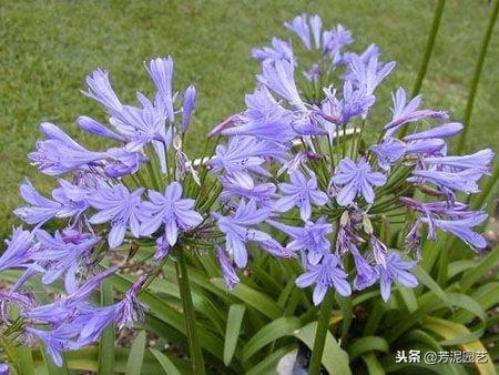 百子蓮怎么過(guò)冬，百子蓮北方室內過(guò)冬?