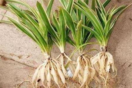 水培牡丹吊蘭的養殖方法和注意事項，水培會(huì )不會(huì )開(kāi)花，水培綠蘿放啥長(cháng)得快?