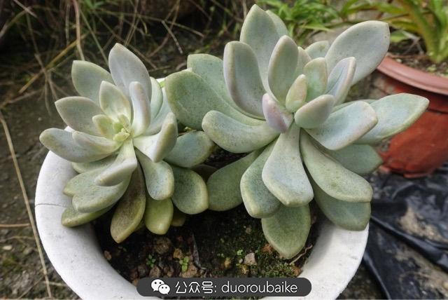 多肉白鳥(niǎo)怎么施肥，白鳥(niǎo)多肉爆盆?