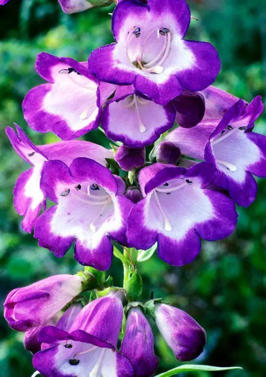 釣鐘柳的繁殖方法詳解，釣鐘柳圖片?