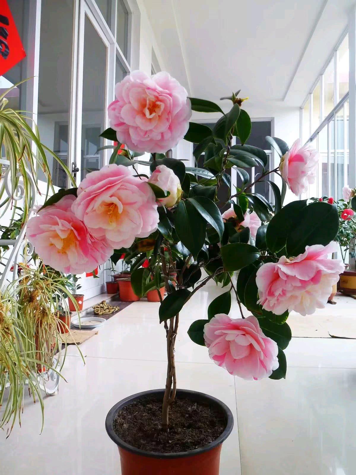 怎么讓茶花提前開(kāi)花，怎么延長(cháng)花期，怎樣讓茶花花苞快些開(kāi)花?