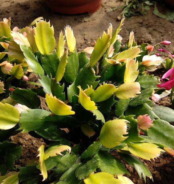 蟹爪蘭花后應怎樣養護，扣水