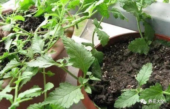 茶梅怎么扦插，茶梅扦插生根最快方法?