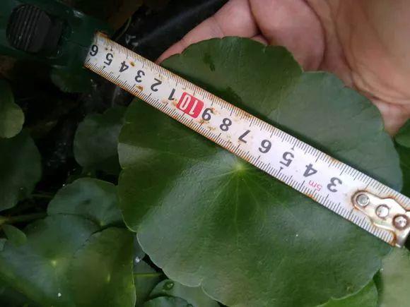 長(cháng)壽花施肥方法，用什么肥好，長(cháng)壽花用什么肥好什么時(shí)候施肥合適?