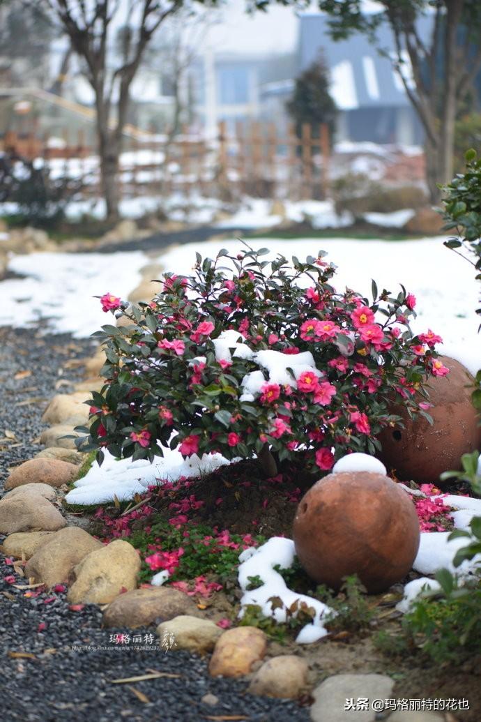 如何使茶梅在圣誕開(kāi)花，茶梅開(kāi)白花怎么辦?
