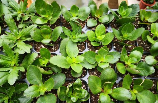 長(cháng)壽花的扦插方法，長(cháng)壽花最佳扦插時(shí)間?