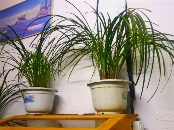 春蘭怎么養才能開(kāi)花，春蘭品種大全?