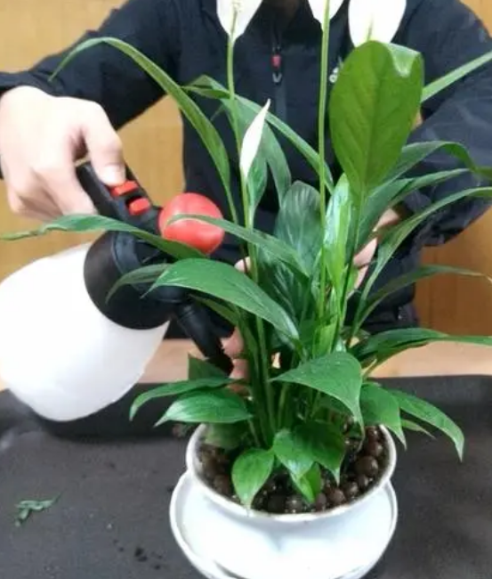 白掌葉子長(cháng)勢茂盛就是不開(kāi)花的原因，形容花草長(cháng)得十分茂盛?