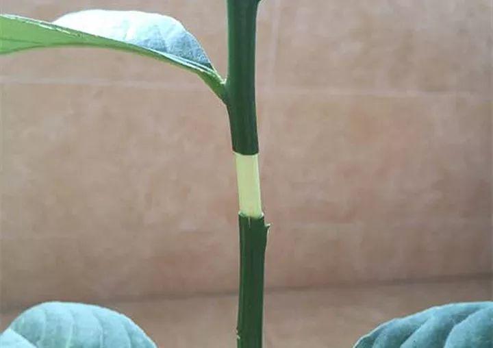 茶花壓條多久生根，空中壓條繁殖技術(shù)，臘梅壓條繁殖時(shí)間?