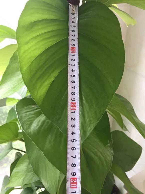 長(cháng)壽花施肥方法，用什么肥好，長(cháng)壽花用什么肥好什么時(shí)候施肥合適?