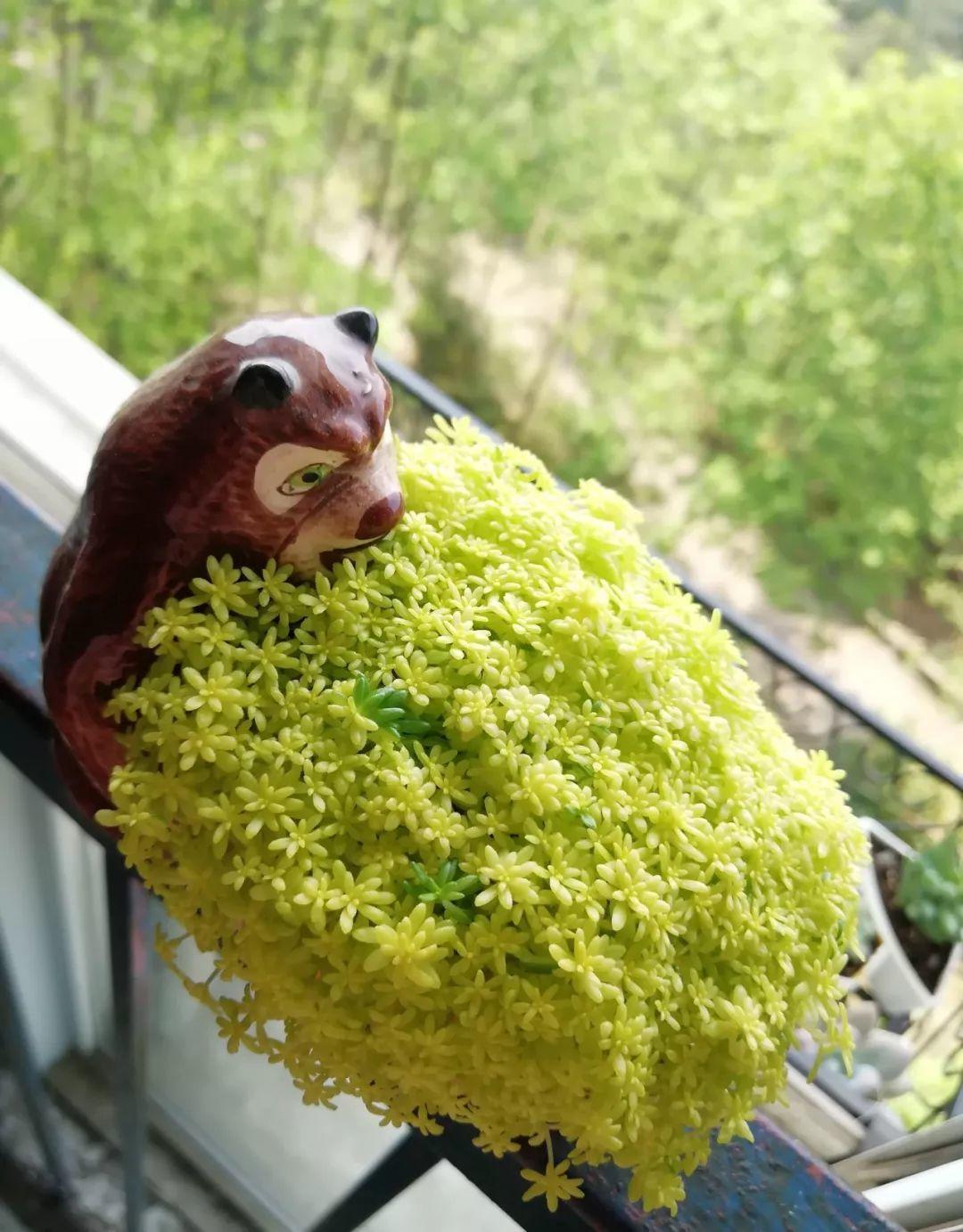 薄雪萬(wàn)年草怎么過(guò)冬，薄雪萬(wàn)年草和佛甲草區別?