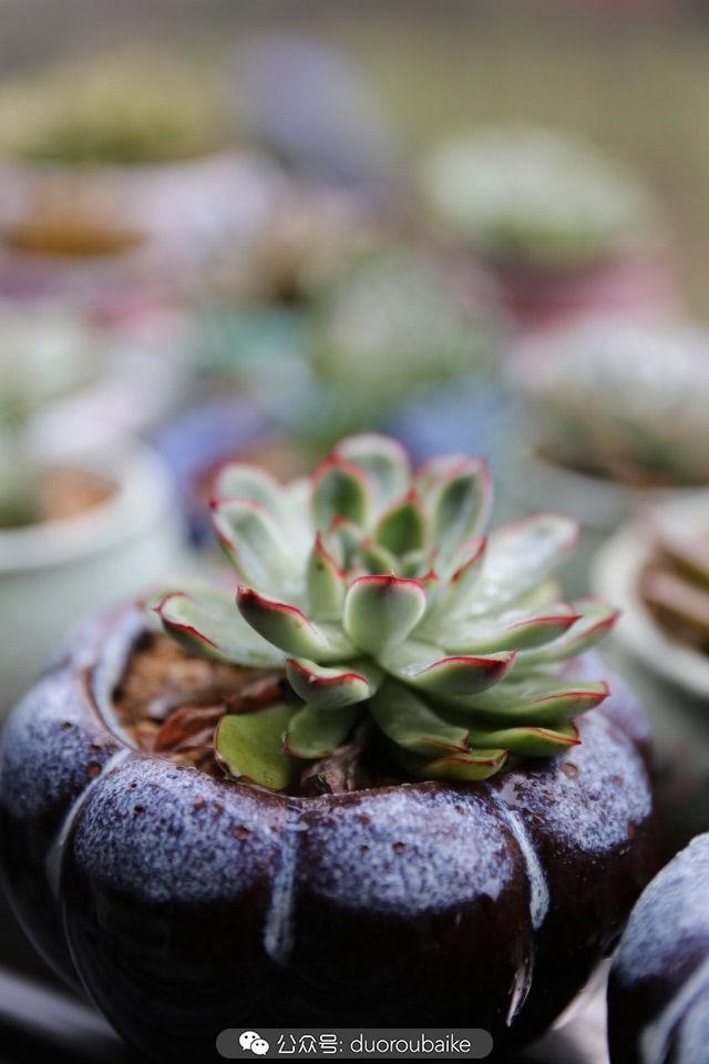 多肉白鳥(niǎo)怎么施肥，白鳥(niǎo)多肉爆盆?