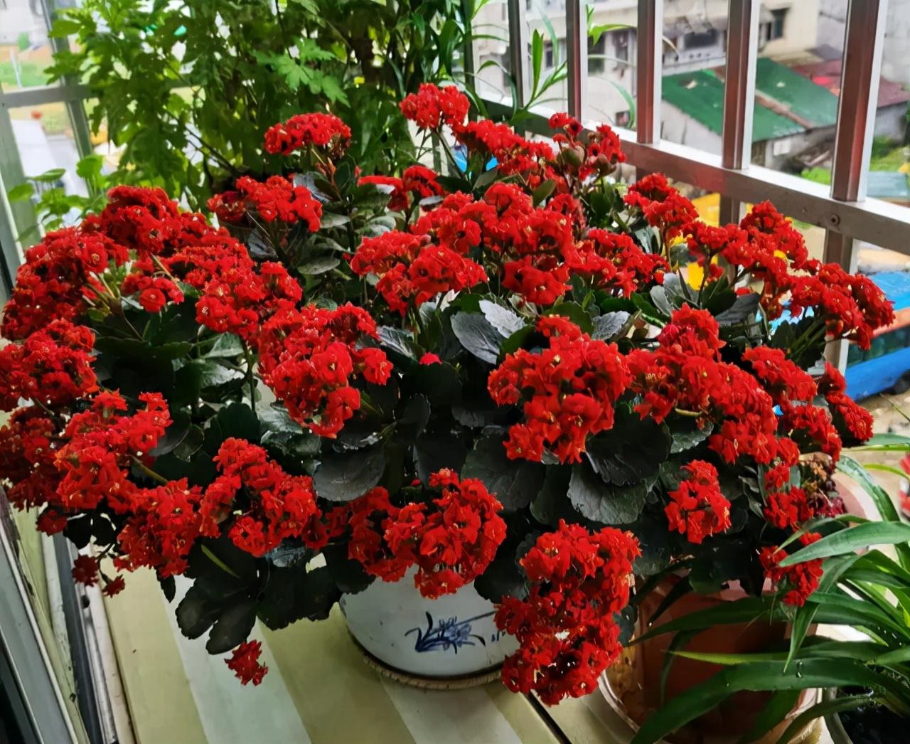 不夜城的分株繁殖，蝴蝶蘭是怎么繁殖的?