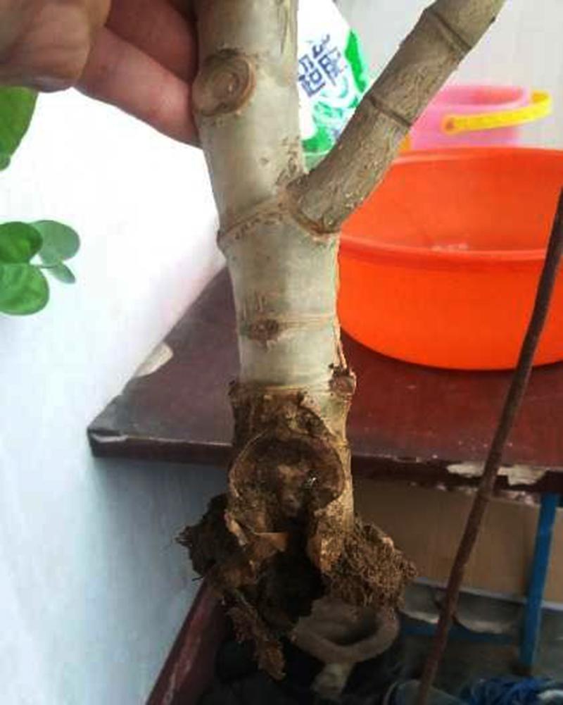 不夜城的分株繁殖，蝴蝶蘭是怎么繁殖的?