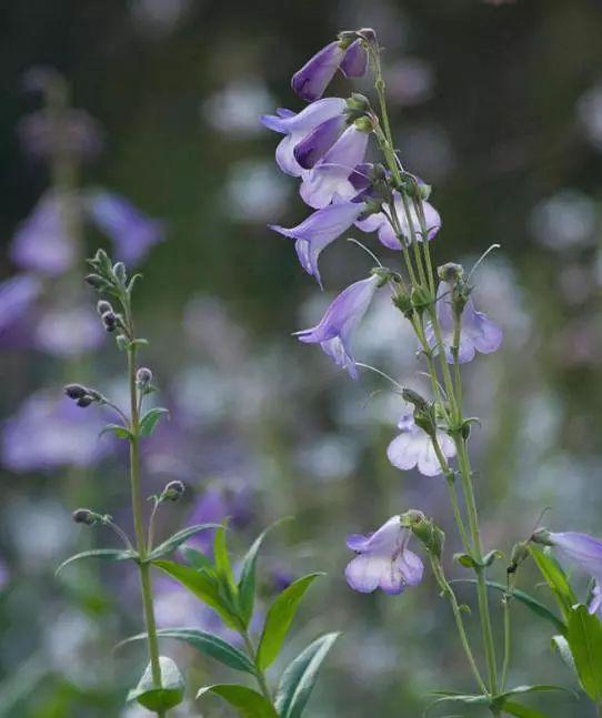 釣鐘柳的繁殖方法詳解，釣鐘柳圖片?