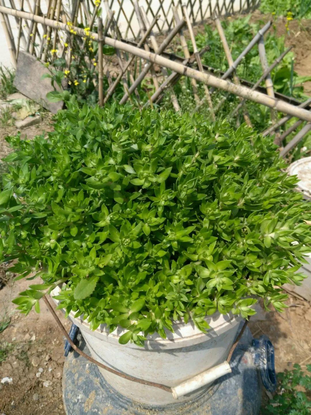 薄雪萬(wàn)年草怎么過(guò)冬，薄雪萬(wàn)年草和佛甲草區別?